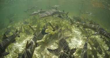 Free download Bimini Island | The Bahamas | 201905 | PIT 2019 |Lemon Sharks in PIT Pen | 002 video and edit with RedcoolMedia movie maker MovieStudio video editor online and AudioStudio audio editor onlin