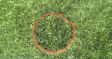 Free download Bimini Island | The Bahamas | 201905 | PIT 2019 |Lemon Sharks in PIT Pen | 003 video and edit with RedcoolMedia movie maker MovieStudio video editor online and AudioStudio audio editor onlin