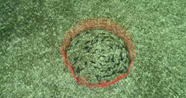 Free download Bimini Island | The Bahamas | 201905 | PIT 2019 |Lemon Sharks in PIT Pen | 004 video and edit with RedcoolMedia movie maker MovieStudio video editor online and AudioStudio audio editor onlin