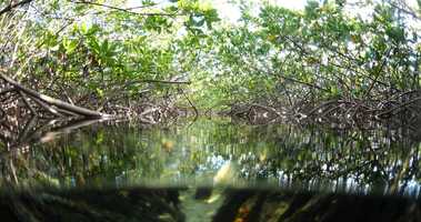 Free download Bimini Island | The Bahamas | 201905 | PIT 2019 |Mangroves | 001 video and edit with RedcoolMedia movie maker MovieStudio video editor online and AudioStudio audio editor onlin