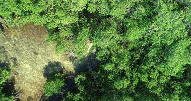 Free download Bimini Island | The Bahamas | 201905 | PIT 2019 |Sharks in the Mangroves | 001 video and edit with RedcoolMedia movie maker MovieStudio video editor online and AudioStudio audio editor onlin