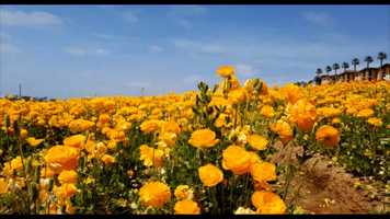 Free download Biomimicry Trailer Final video and edit with RedcoolMedia movie maker MovieStudio video editor online and AudioStudio audio editor onlin