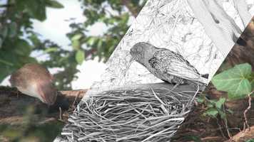 Free download Bird Animation CGI - Breakdown video and edit with RedcoolMedia movie maker MovieStudio video editor online and AudioStudio audio editor onlin