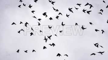 Free download Birds Flying In Circles Stock Video video and edit with RedcoolMedia movie maker MovieStudio video editor online and AudioStudio audio editor onlin