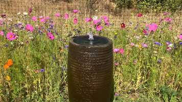 Free download Birds  Fountain (no voice) 1 video and edit with RedcoolMedia movie maker MovieStudio video editor online and AudioStudio audio editor onlin