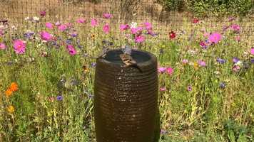 Free download Birds  Fountain (no voice) 2 video and edit with RedcoolMedia movie maker MovieStudio video editor online and AudioStudio audio editor onlin