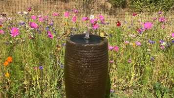 Free download Birds  Fountain (no voice) 3 video and edit with RedcoolMedia movie maker MovieStudio video editor online and AudioStudio audio editor onlin