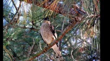 Free download Birds Of My Travels video and edit with RedcoolMedia movie maker MovieStudio video editor online and AudioStudio audio editor onlin