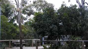 Free download Bird song at Fig Tree Ck.MOV video and edit with RedcoolMedia movie maker MovieStudio video editor online and AudioStudio audio editor onlin