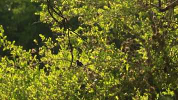 Free download Birdwatching CERRO COLORADO video and edit with RedcoolMedia movie maker MovieStudio video editor online and AudioStudio audio editor onlin