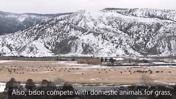 Free download Bison cull program in Yellowstone video and edit with RedcoolMedia movie maker MovieStudio video editor online and AudioStudio audio editor onlin