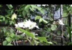 Free download Blackberry Blooms (Wide Screen) video and edit with RedcoolMedia movie maker MovieStudio video editor online and AudioStudio audio editor onlin