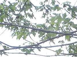 Free download Black-capped chickadee song video and edit with RedcoolMedia movie maker MovieStudio video editor online and AudioStudio audio editor onlin