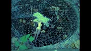 Free download Black Hole by Ethan Pardo video and edit with RedcoolMedia movie maker MovieStudio video editor online and AudioStudio audio editor onlin