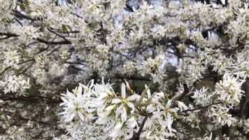 Free download Bloomin Final video and edit with RedcoolMedia movie maker MovieStudio video editor online and AudioStudio audio editor onlin