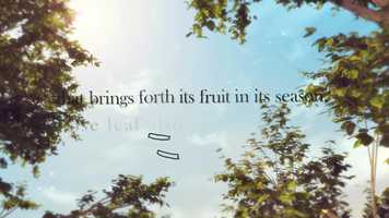 Free download Blooming Compassion video and edit with RedcoolMedia movie maker MovieStudio video editor online and AudioStudio audio editor onlin