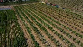 Free download Blossoming Trees Stock Video video and edit with RedcoolMedia movie maker MovieStudio video editor online and AudioStudio audio editor onlin