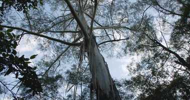 Free download Blue Mountains, Australia video and edit with RedcoolMedia movie maker MovieStudio video editor online and AudioStudio audio editor onlin