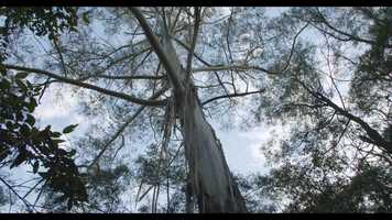Free download Blue Mountains, NSW video and edit with RedcoolMedia movie maker MovieStudio video editor online and AudioStudio audio editor onlin
