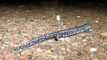 Free download Blue-Spotted Salamanders video and edit with RedcoolMedia movie maker MovieStudio video editor online and AudioStudio audio editor onlin