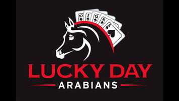 Free download Bluffing Birdie LD video and edit with RedcoolMedia movie maker MovieStudio video editor online and AudioStudio audio editor onlin