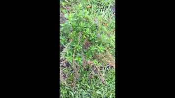 Free download Bonhomme Herbal Archives Film video and edit with RedcoolMedia movie maker MovieStudio video editor online and AudioStudio audio editor onlin