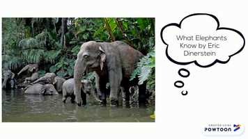 Free download Book Trailer - What Elephants Know video and edit with RedcoolMedia movie maker MovieStudio video editor online and AudioStudio audio editor onlin