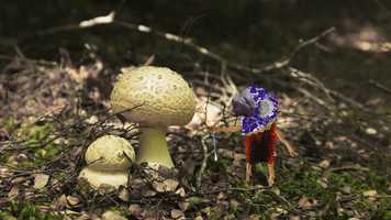 Free download Boomer video and edit with RedcoolMedia movie maker MovieStudio video editor online and AudioStudio audio editor onlin