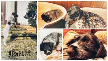 Free download BorisGWP goes walk about! video and edit with RedcoolMedia movie maker MovieStudio video editor online and AudioStudio audio editor onlin