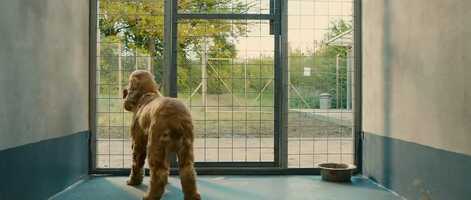 Free download Boule and Bill - Trailer.mp4 video and edit with RedcoolMedia movie maker MovieStudio video editor online and AudioStudio audio editor onlin