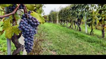 Free download Bread for the World video and edit with RedcoolMedia movie maker MovieStudio video editor online and AudioStudio audio editor onlin