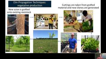 Free download Breeding disease-tolerant trees to restore the American elm video and edit with RedcoolMedia movie maker MovieStudio video editor online and AudioStudio audio editor onlin
