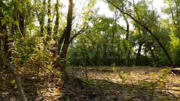 Free download Bright Sunlight Stock Video video and edit with RedcoolMedia movie maker MovieStudio video editor online and AudioStudio audio editor onlin