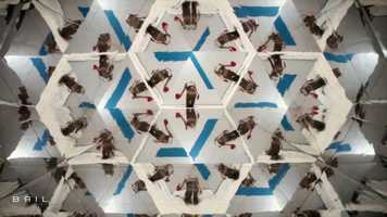 Free download BRIL trailer 2 video and edit with RedcoolMedia movie maker MovieStudio video editor online and AudioStudio audio editor onlin