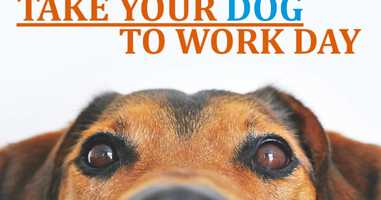 Free download Bring your pet to work day 2020 video and edit with RedcoolMedia movie maker MovieStudio video editor online and AudioStudio audio editor onlin