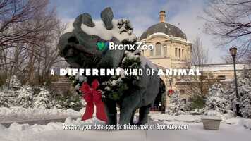 Free download Bronx Zoo Winter Campaign video and edit with RedcoolMedia movie maker MovieStudio video editor online and AudioStudio audio editor onlin