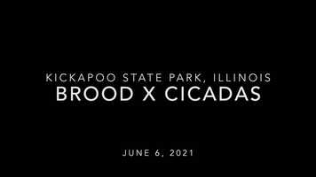 Free download Brood X Cicadas video and edit with RedcoolMedia movie maker MovieStudio video editor online and AudioStudio audio editor onlin