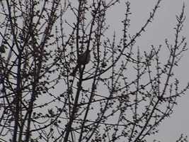 Free download Brown Thrasher singing 001 video and edit with RedcoolMedia movie maker MovieStudio video editor online and AudioStudio audio editor onlin