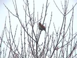 Free download Brown Thrasher singing 002 video and edit with RedcoolMedia movie maker MovieStudio video editor online and AudioStudio audio editor onlin