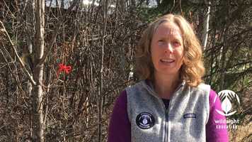 Free download Bud Buddies video and edit with RedcoolMedia movie maker MovieStudio video editor online and AudioStudio audio editor onlin