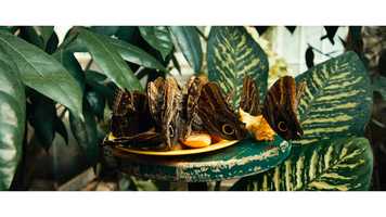 Free download Butterflies  Monarchs video and edit with RedcoolMedia movie maker MovieStudio video editor online and AudioStudio audio editor onlin