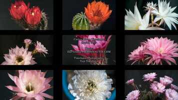 Free download Cactus Fantasy video and edit with RedcoolMedia movie maker MovieStudio video editor online and AudioStudio audio editor onlin
