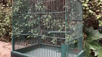 Free download Caged TRAILER video and edit with RedcoolMedia movie maker MovieStudio video editor online and AudioStudio audio editor onlin