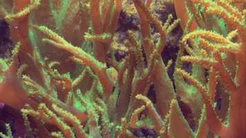 Free download California Academy of Science video and edit with RedcoolMedia movie maker MovieStudio video editor online and AudioStudio audio editor onlin