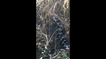 Free download California kingsnakes intertwined video and edit with RedcoolMedia movie maker MovieStudio video editor online and AudioStudio audio editor onlin