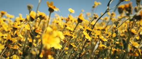 Free download California Superbloom 4K | Fujifilm X-T3 + DJI Mavic 2 Pro video and edit with RedcoolMedia movie maker MovieStudio video editor online and AudioStudio audio editor onlin