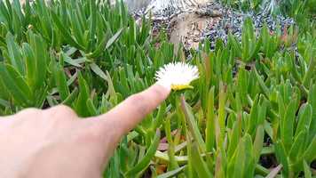 Free download Campers Corner | Fun Facts About Ice Plant video and edit with RedcoolMedia movie maker MovieStudio video editor online and AudioStudio audio editor onlin