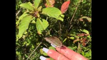 Free download Cancun Spring 2020 video and edit with RedcoolMedia movie maker MovieStudio video editor online and AudioStudio audio editor onlin