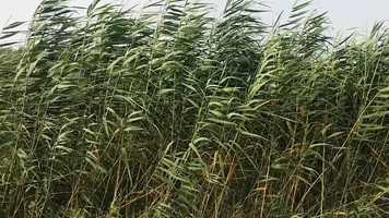 Free download Cane song // שירת הקנים video and edit with RedcoolMedia movie maker MovieStudio video editor online and AudioStudio audio editor onlin