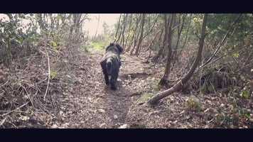 Free download Cannock Chase Walk - 6th April 2019 - Slitting Mill  The Monkey Trail video and edit with RedcoolMedia movie maker MovieStudio video editor online and AudioStudio audio editor onlin